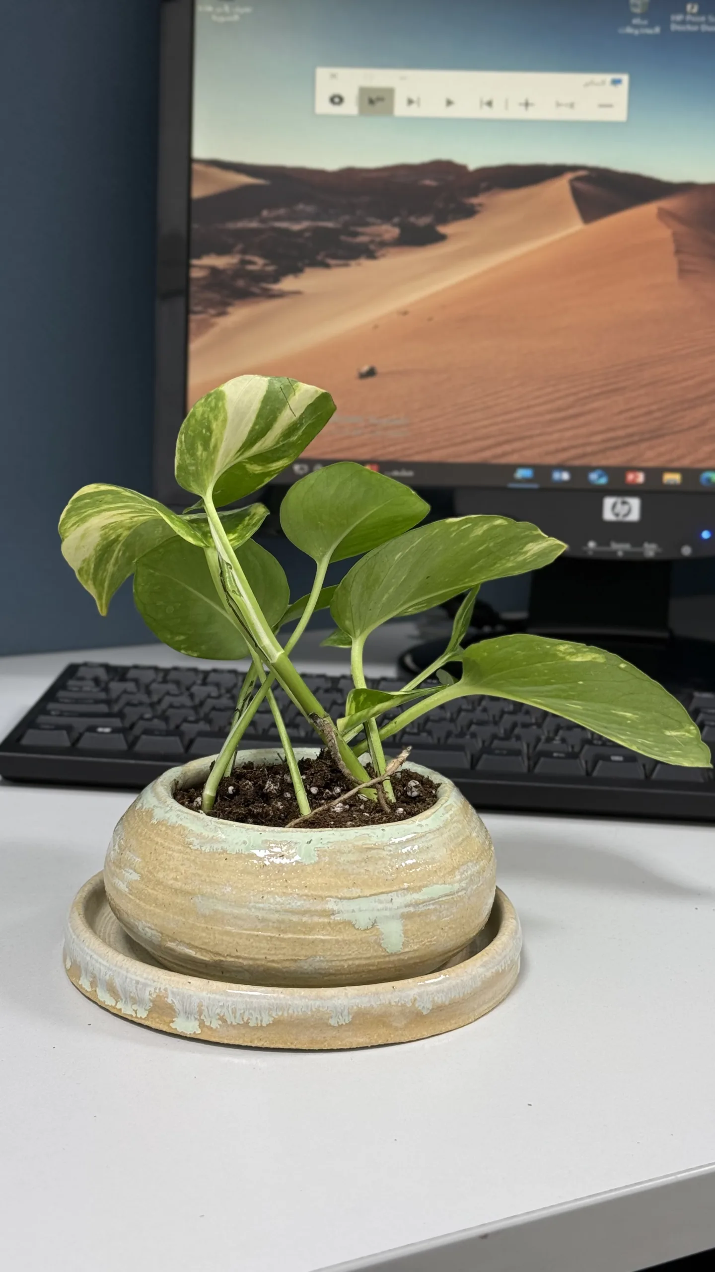 حوض نبته بتدرجات وألوان الطبيعة من متجر تليد