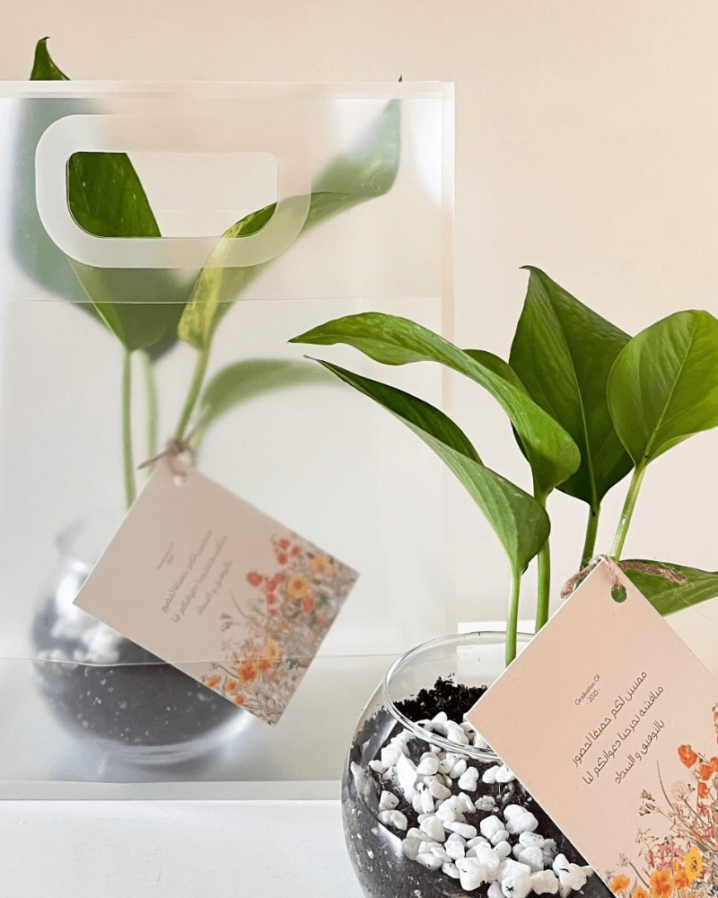 نبتة البوتس من متجر نباتات داخليه