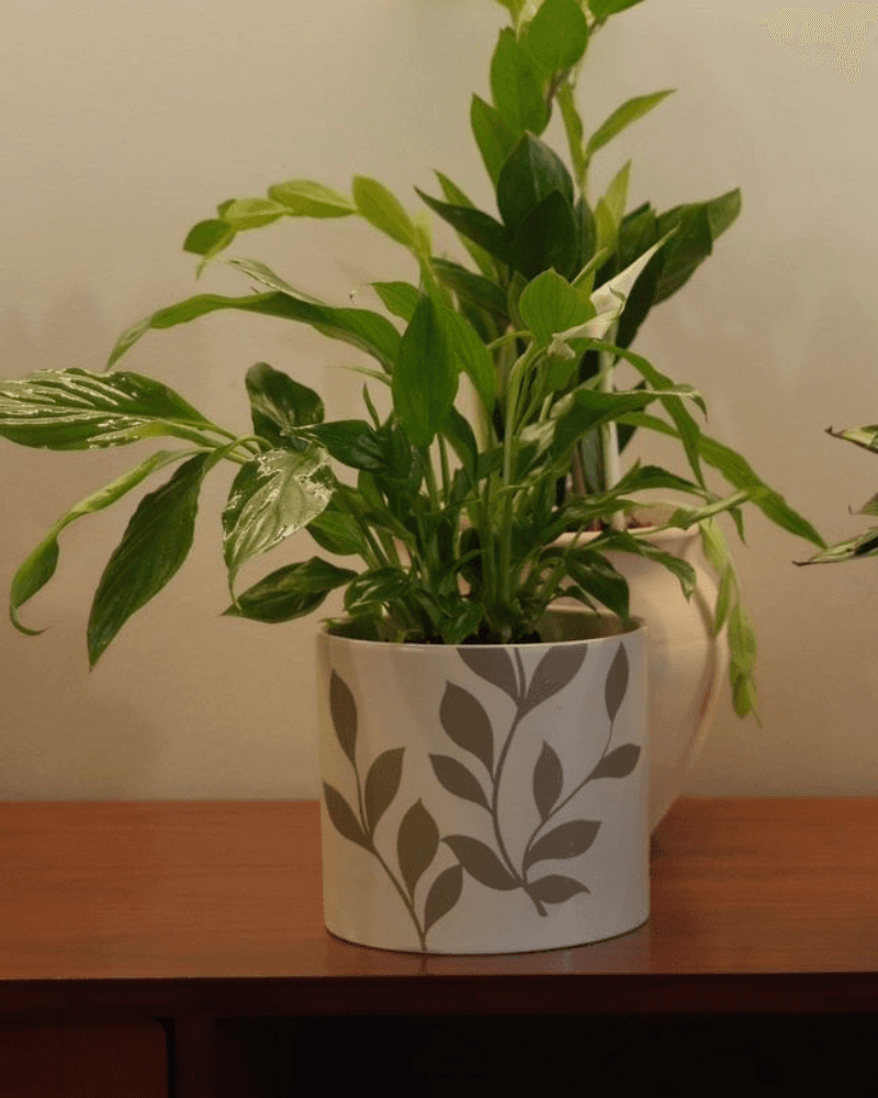 نبتة زنبق السلام من متجر نباتات داخليه