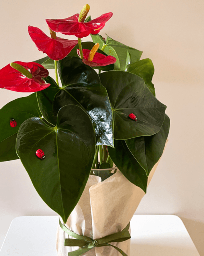 نبتة الانتوريوم من متجر نباتات داخليه