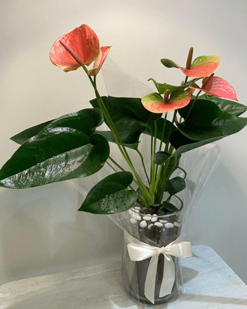 نبتة الانتوريوم من متجر نباتات داخليه