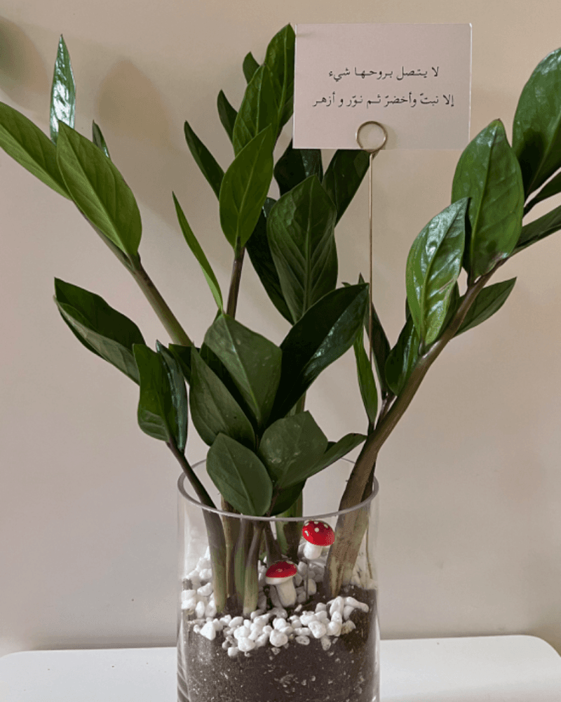 نبتة الزاميا من متجر نباتات داخليه