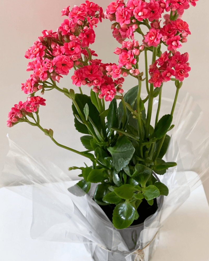 نبتة الكلانشو من متجر نباتات داخليه